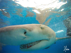 Lemon Sharks at the surface and on my camera! Loving Tige... by Steven Anderson 